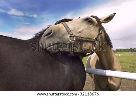 Two horses cares her manes