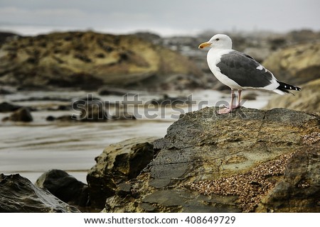 Seagull Beach.  Seagull surveys his environment... and next move.  Set in Costa Mesa, CA along rocky coastline.