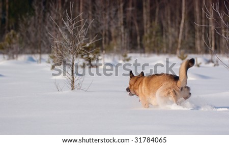 West Siberian Laika running on backcountry snow