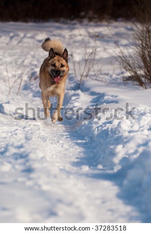 Running West Siberian Laika, snow and morning sunlight