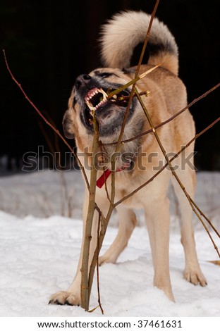 West Siberian Laika gnawing a young tree