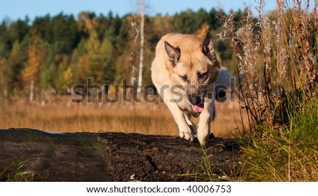Jumping West Siberian laika (husky)