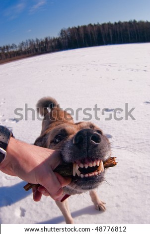 Wide angle photo of the dog playing with stick in hand of its owner. Focus on the nose of the dog.