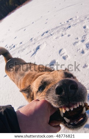 Wide angle photo of the dog playing with stick in hand of its owner. Focus on the eye of the dog.