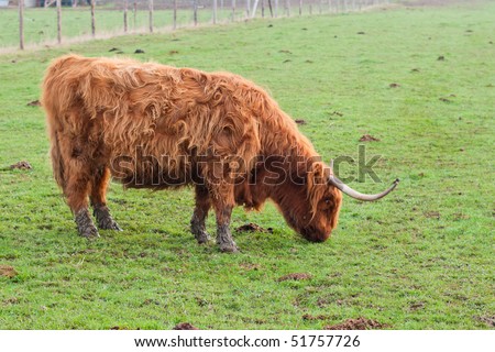 clip art yak. stock photo : Grazing yak