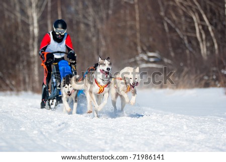 Dogsled Competition, focus on the first dog