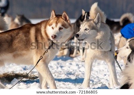 Sled Dogs Ready for the Race
