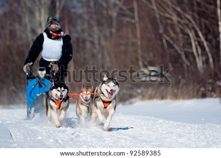 Dogsled Competition, focus on the first dog