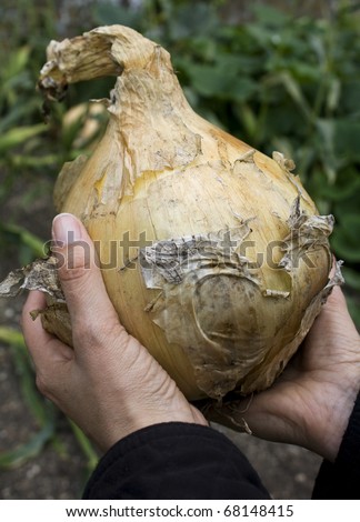 Giant onion photographed in an allotment. Held by two hands to show scale