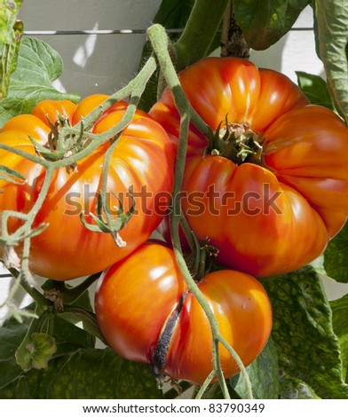 Beefsteak tomatoes ripening on a vine in a greenhouse