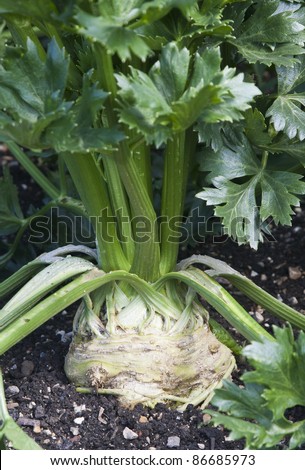 Celeriac growing in an organic kitchen garden. Also known as celery root, turnip-rooted celery or knob celery