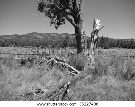 Black and White Photo of an Old Cedar Tree in the Southern California Mountains of Big Bear Lake