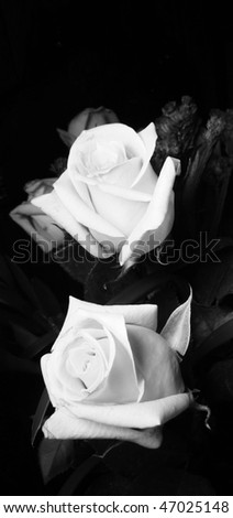 Two Roses in Black and White