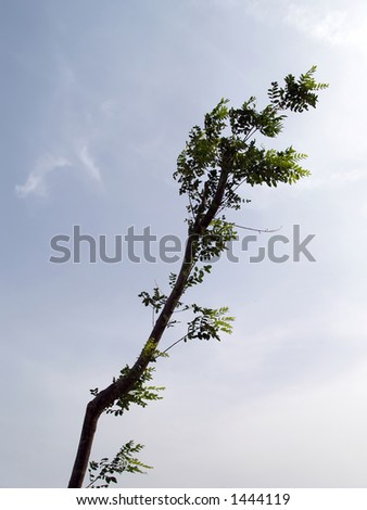 Young tree in the sun