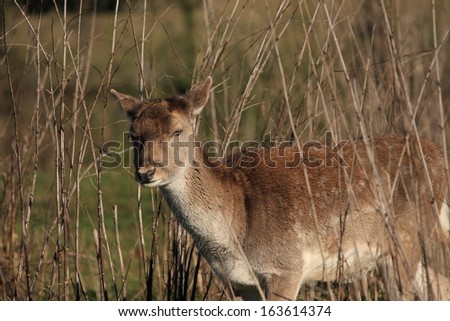 Young Deer. A young Deer ventures out into a clearing in the forest