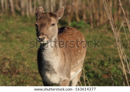 Young Deer. A young Deer ventures out into a clearing in the forest