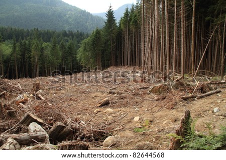 Clear Cut Forest