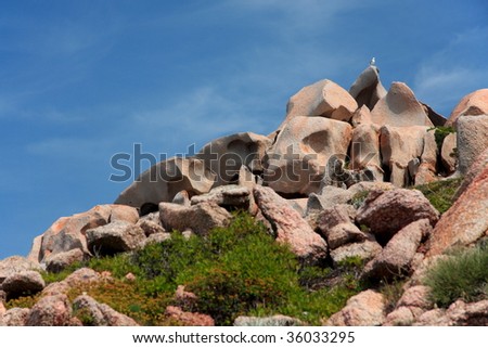 Seagull stay on bizarre pink granite rocks