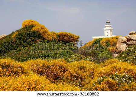 Lighthouse hidden among flowering Mediterranean vegetation