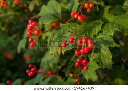 Bunches of Viburnum berries on natural bsckground