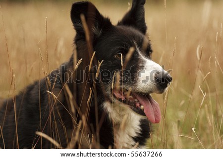 Dog watching through long grass