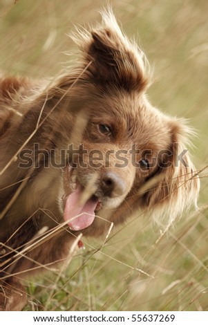 Dog watching through long grass