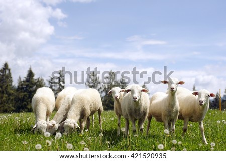 sheeps in nature green meadow
