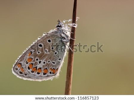 Close up of a Polyommatus icarus butterfly (Common Bleu) resting in the early morning hoping to get some warmth