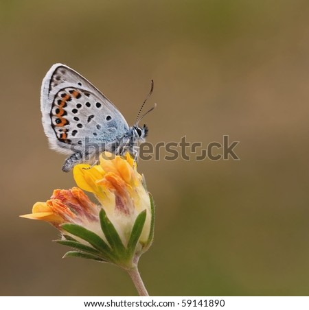 Silver Studded Blue Butterfly On A Yellow Flower Stock 