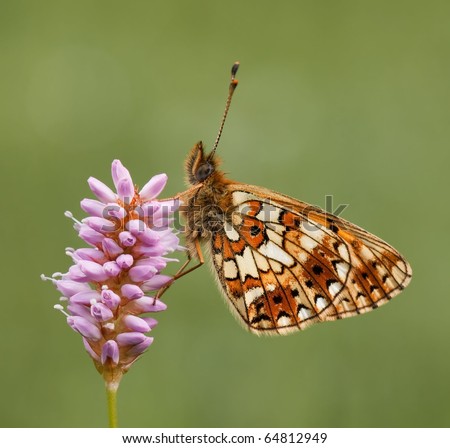 Silver-Bordered Fritillary Butterfly(Boloria Selene) Si