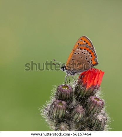 Lycaena helle butterfly (Blue Butterfly/Bleu Butterfly) on top to get his resting place to take a long sleep