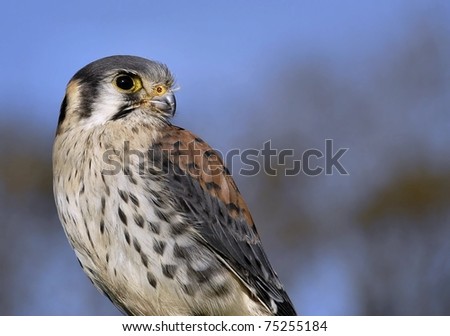 American Sparrow Hawk