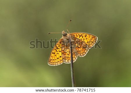 Bog Fritillary Butterfly (Boloria eunomia) made with backlight which gives a great effect on the wings