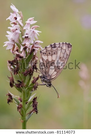 Melanargia galathea butterfly (Marbled White butterfly) hanging down-wards on a orchid
