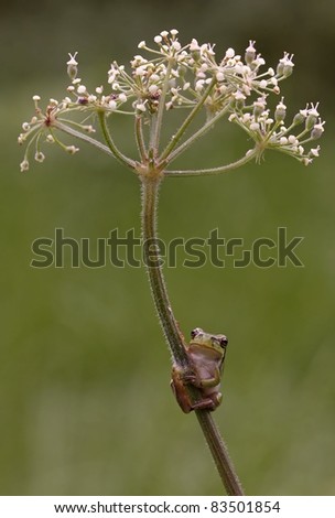 Hyla Arborea (green treefrog) want to go to the top of Heracleum sphondylium (Hogweed )