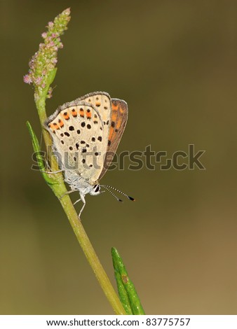 Blue Sooty Copper (Lycaena tityrus) sliding downstairs covered with dewdrops