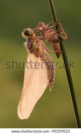 New born Dragonfly Libellula quadrimaculata (Four-spotted Chaser) drying to get his action to fly into space