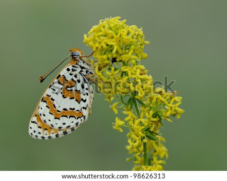 Melitaea Didyma butterfly (Spotted Fritillary) resting on a yellow flower/plant