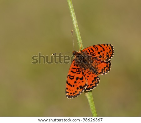 Melitaea Didyma butterfly (Spotted Fritillary) seen from above with the wings all spread out