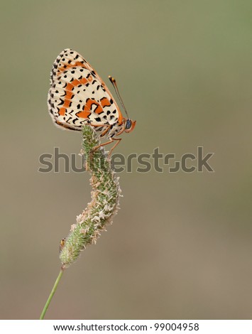 Melitaea Didyma butterfly (Spotted Fritillary) on top with company of a little bug/fly