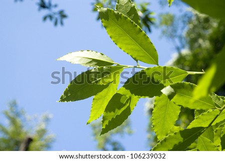 Fresh leaves of laurel tree in the sky