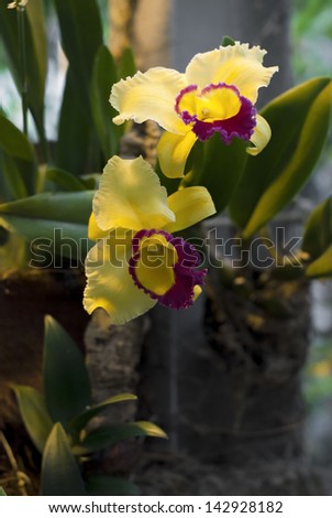 yellow orchids in the orchid garden.