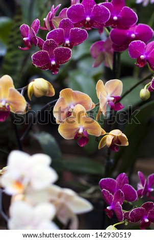 background of various orchid purple, yellow, white,pink color..