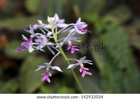 pink white  Epicattleya Rene Marques Flame Thrower Orchid flower