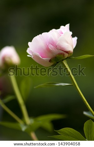 soft pink peonies flower