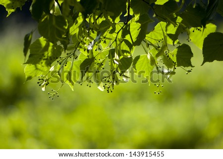 lime leaves to the light of the sun