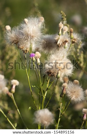 many fluffy plants in the sun