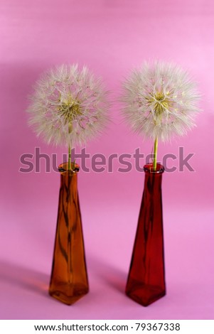 dandelions on the pink background