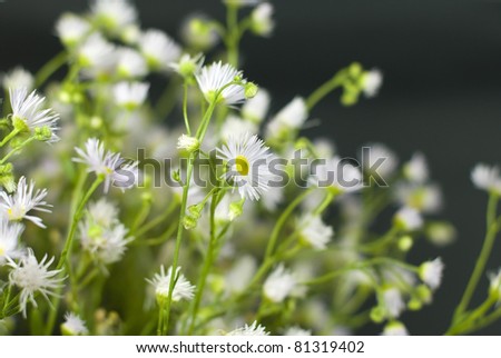 Bouquet of wild flowers on a white black