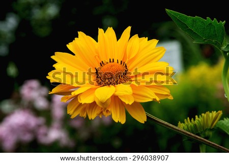.Photograph taken in an English Country Cottage garden of a sunflower type daisy known as a \